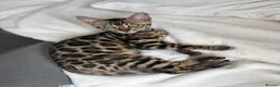 Bengal cats for sale: Female Bengal Kitten for rehoming - Advert 1