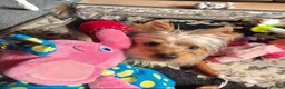 Yorkshire Terrier dogs for stud: Whisky  for stud - Advert 3