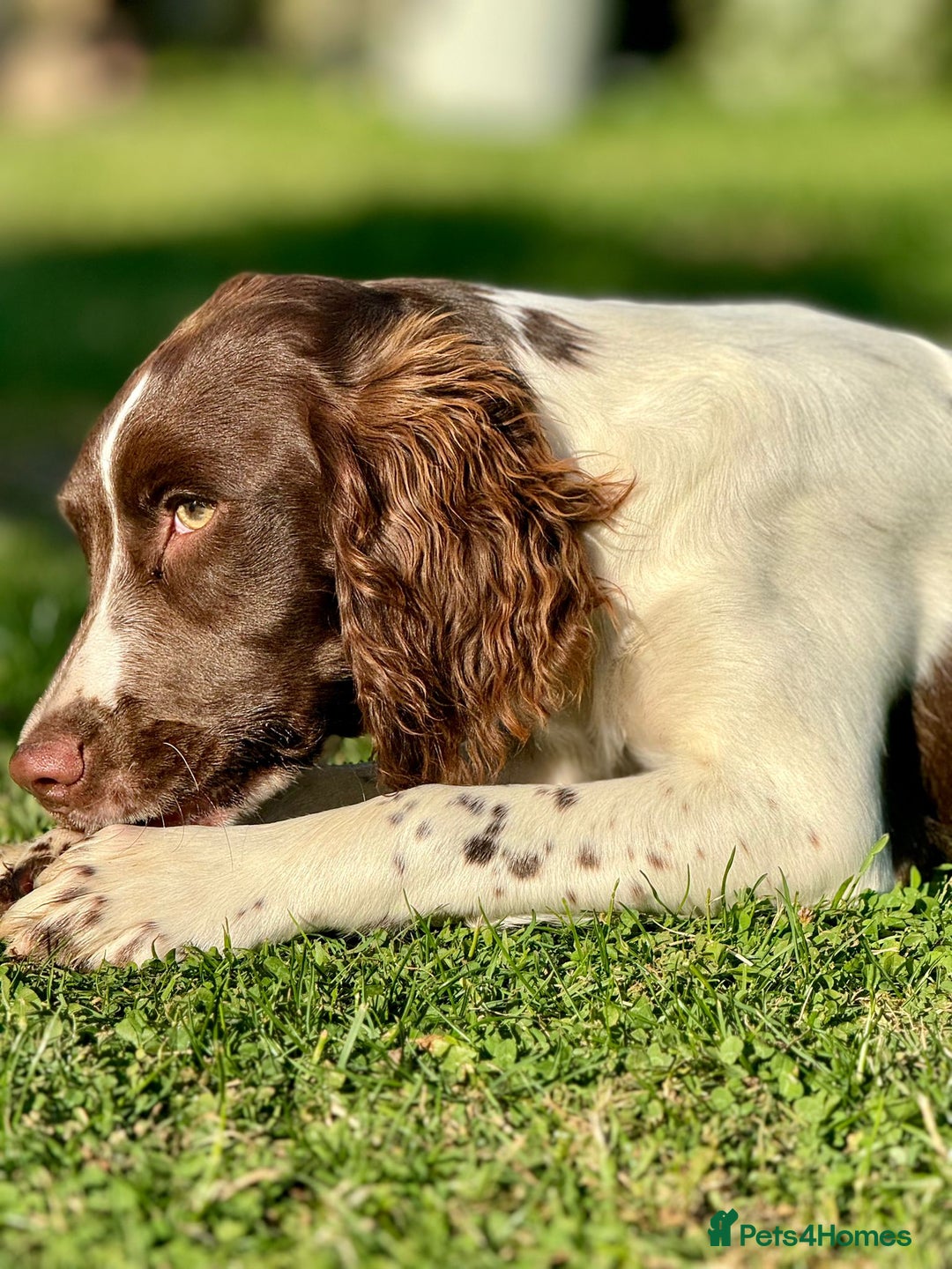 English Springer Spaniel dogs for sale: KC registered Springer Spainel  - Advert 14