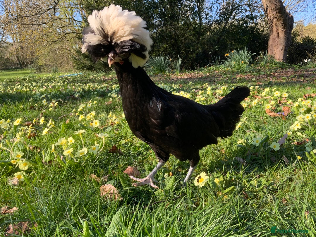 Chickens poultry for sale: Silkie, Pekin, Polish, Brahma, Faverolle Hens  - Advert 7