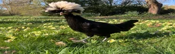 Chickens poultry for sale: Silkie, Pekin, Polish, Brahma, Faverolle Hens  - Advert 7