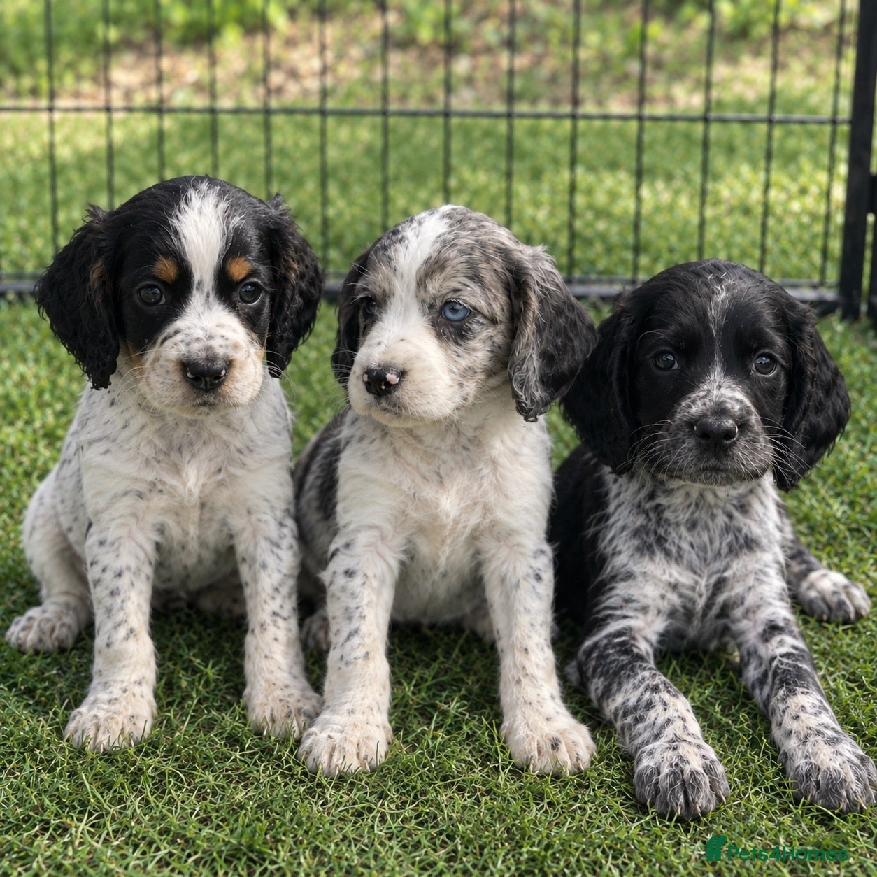 Cocker Spaniel dogs Last 3 Outstanding Cocker Spaniel Puppies - Advert 13