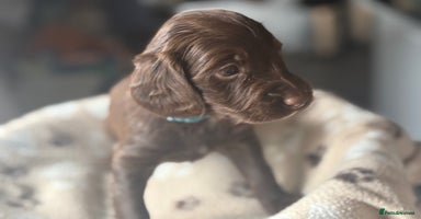 Cockapoo dogs - Advert 4