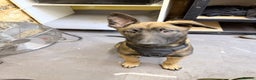Belgian Shepherd Dog dogs for sale: Belgium Malinois puppy - Advert 2