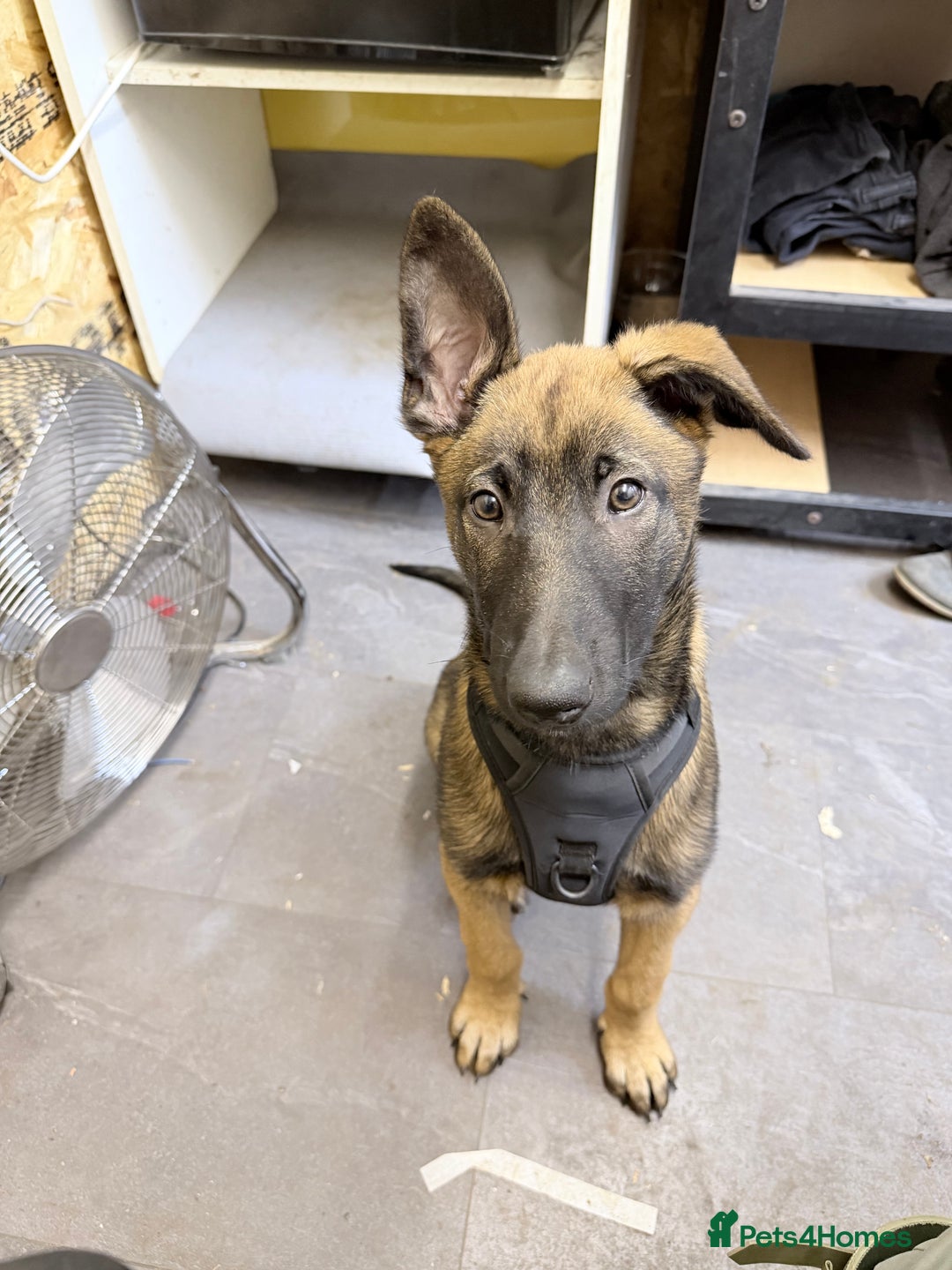 Belgian Shepherd Dog dogs for sale: Belgium Malinois puppy - Advert 2