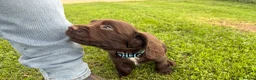 Sprocker dogs for sale: F1 sprocker puppies - Advert 6