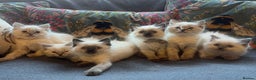 Ragdoll cats for sale: Stunning ragdoll kittens for forever homes  - Advert 12