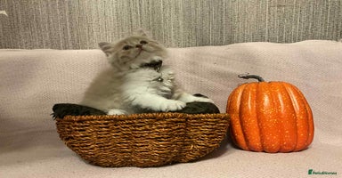 Scottish Fold cats - Advert 7