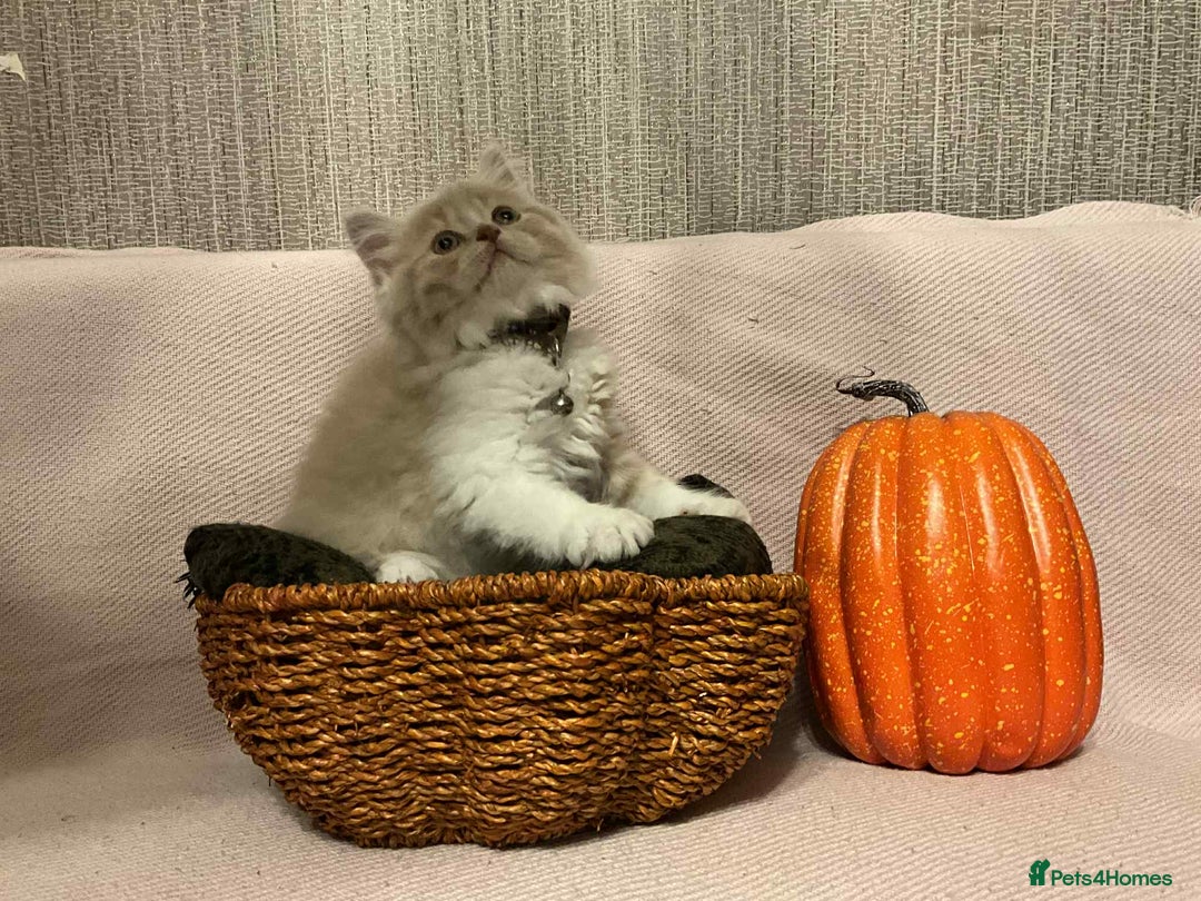 Scottish Fold cats for sale: !4 LEFT! BEAUTIFUL SCOTTISH FOLDS  - Image 2