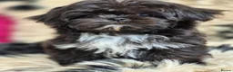 Shih Tzu dogs for sale: Amazing Small Imperial Shih tzu Puppies READY NOW - Advert 7
