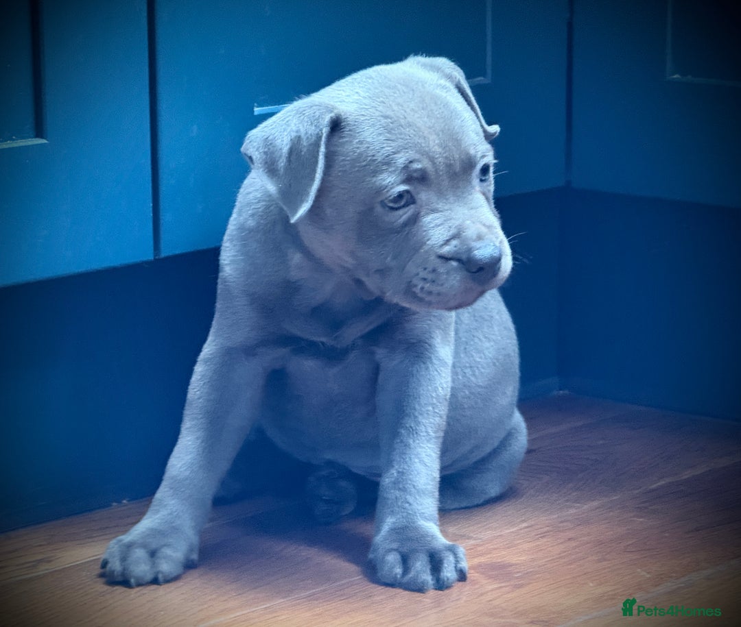 Staffordshire Bull Terrier dogs for sale: 🐾 Beautiful KC Fully Vaccinated Girl Available 🐾 in Peterborough - Image 13
