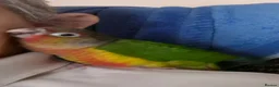 Conures birds for sale: 9 month old hand tame conure - Advert 9