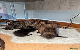 British Longhair cats for sale: Kittens are ready to go  - Image 7