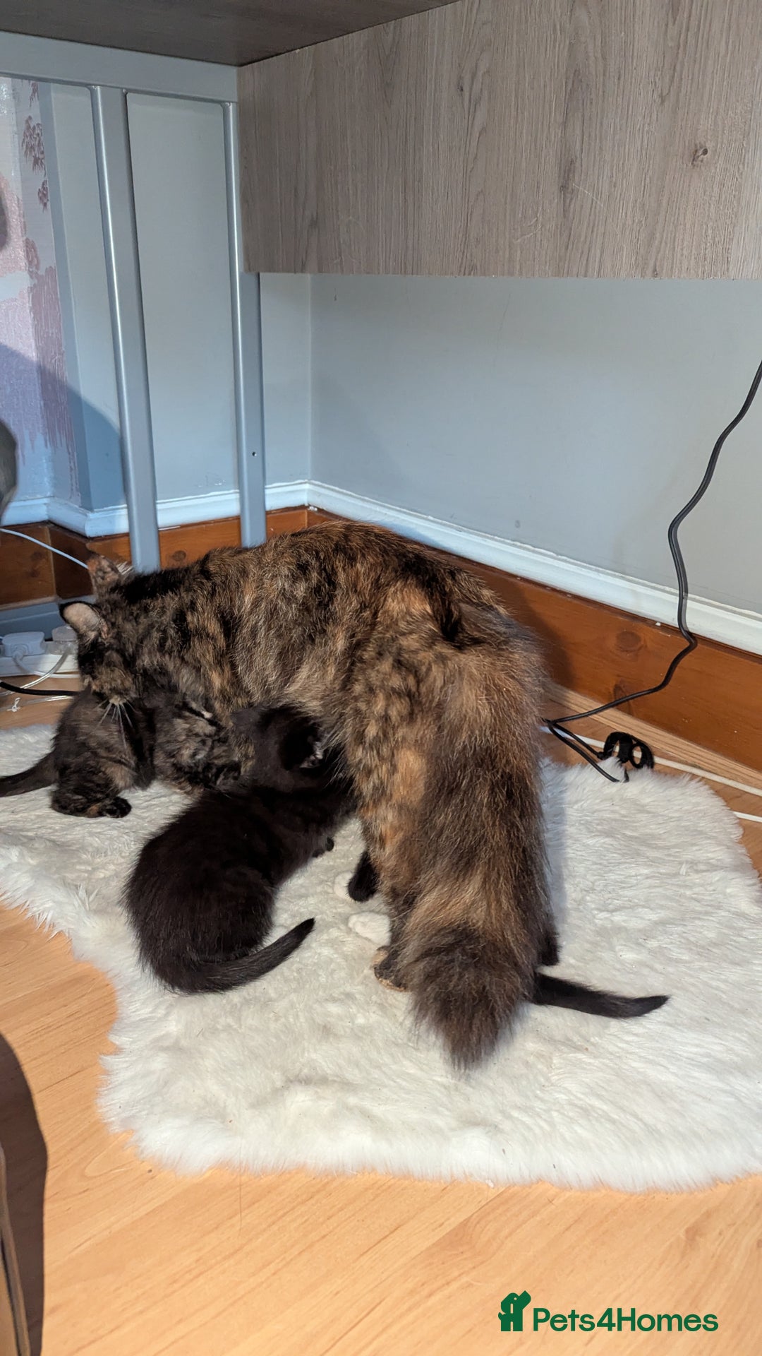 British Longhair cats for sale: Kittens are ready to go  - Image 7