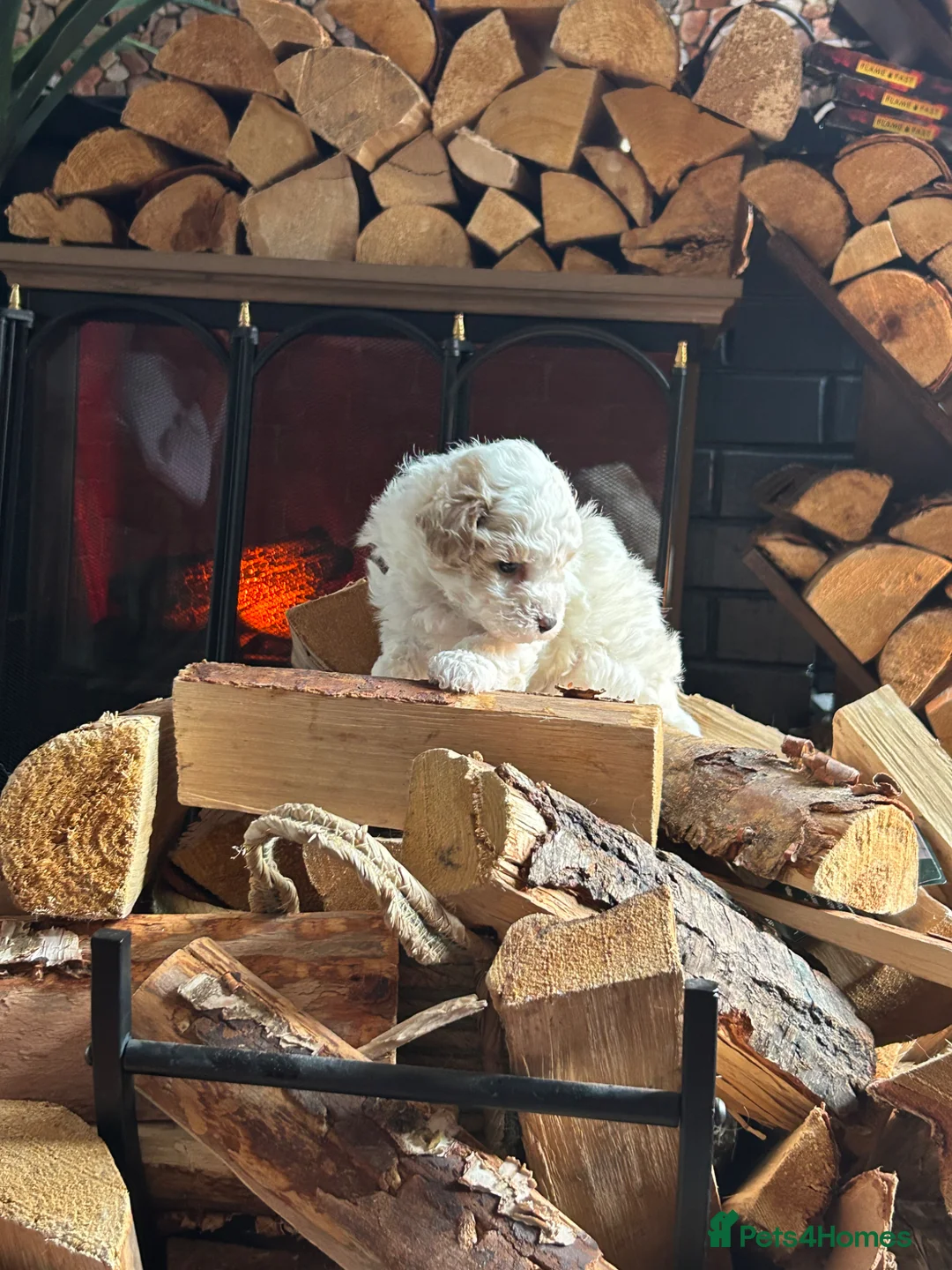 Maltipoo dogs for sale: maltipoo female puppy - Advert 7