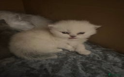 Persian cats for sale: 2 stunning pure pedigree Persian chinchilla kitten - Image 20