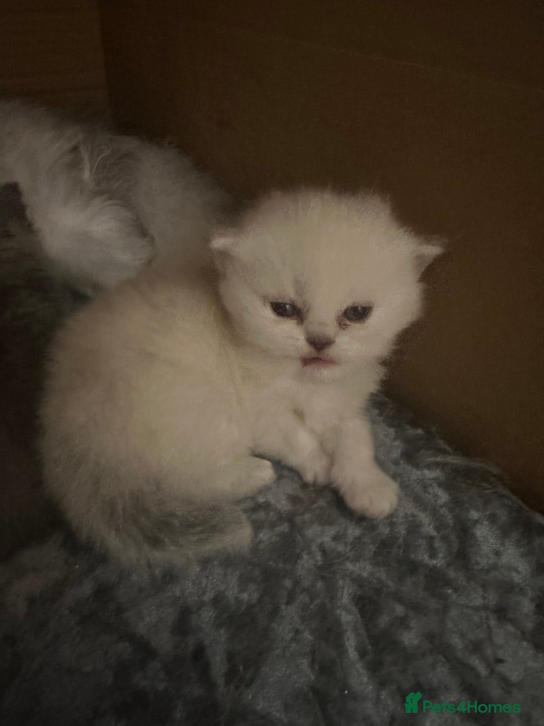 Persian cats for sale: 2 stunning pure pedigree Persian chinchilla kitten - Image 20