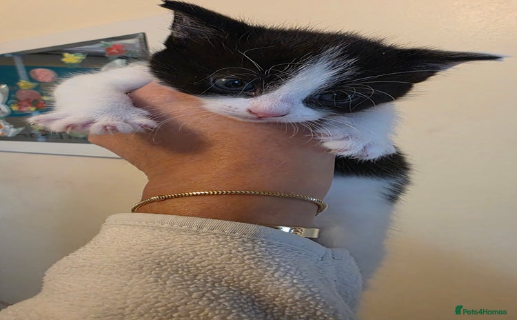 Domestic Shorthair cats - Advert 1