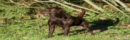 Labrador Retriever dogs for stud: Chocolate Labrador stud 0/0 hips and elbows - Advert 1