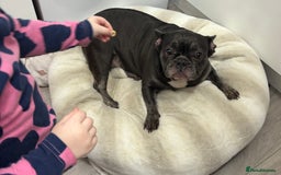 French Bulldog dogs for sale: lovely french bulldog girl - Image 5