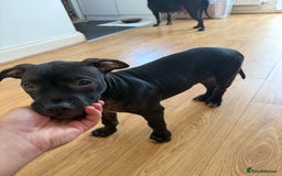 Staffordshire Bull Terrier dogs for sale: Staffy Puppy's for sell in Liverpool - Image 16