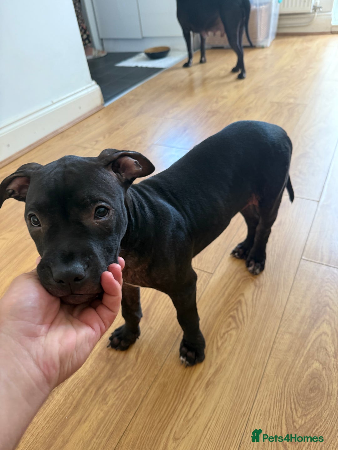 Staffordshire Bull Terrier dogs for sale: Staffy Puppy's for sell in Liverpool - Image 16