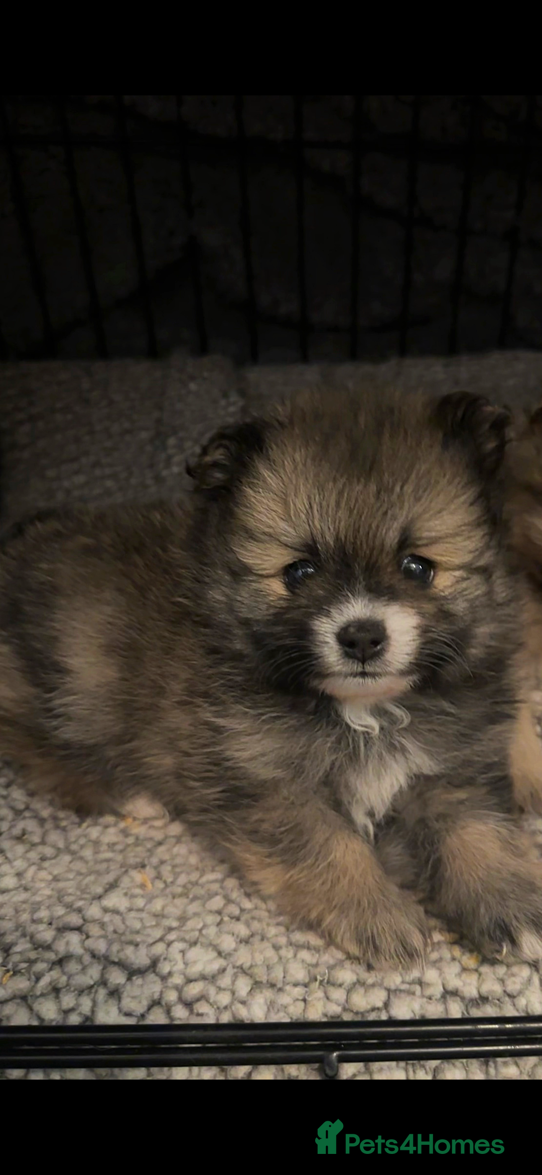 Pomeranian dogs for sale: Pomeranian puppy’s for sale - Advert 16