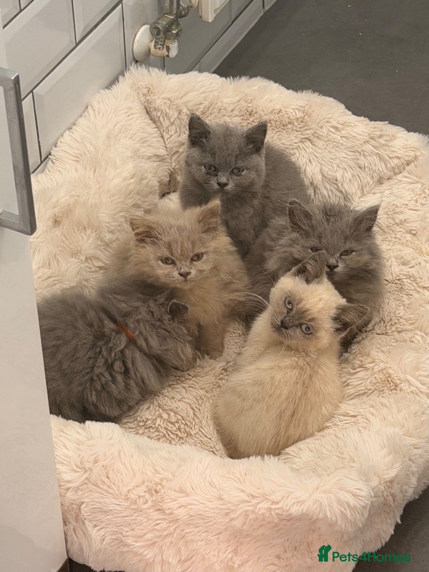 British Longhair cats Beautiful grey and lilac kittens - Advert 5