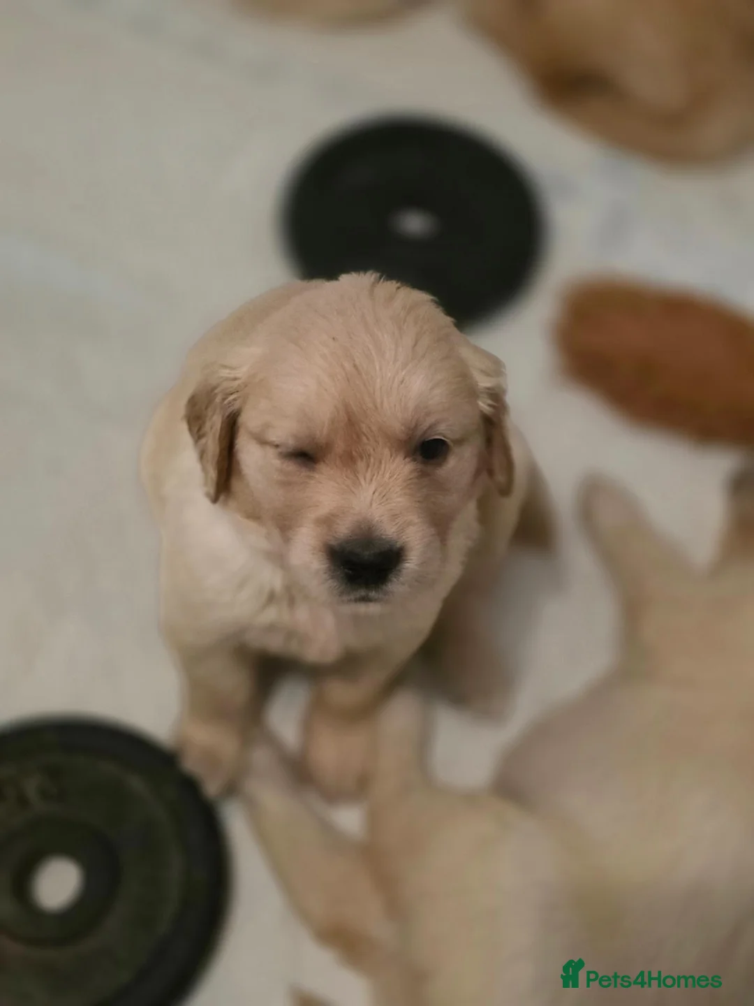 Golden Retriever dogs for sale: Golden retriever  - Advert 14
