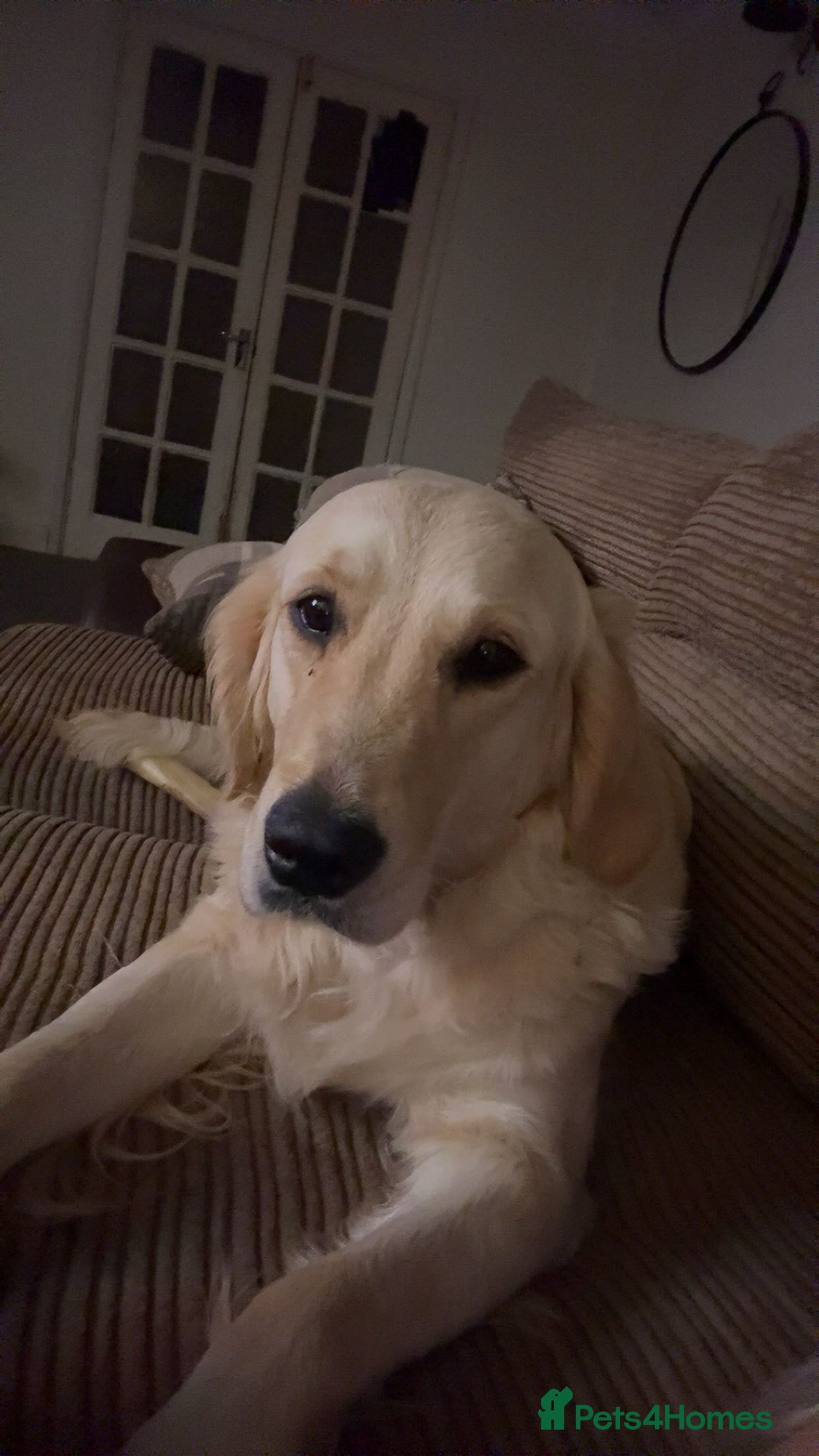 Golden Retriever dogs KC REGISTERED GOLDEN RETRIEVER PUPPIES - Advert 1