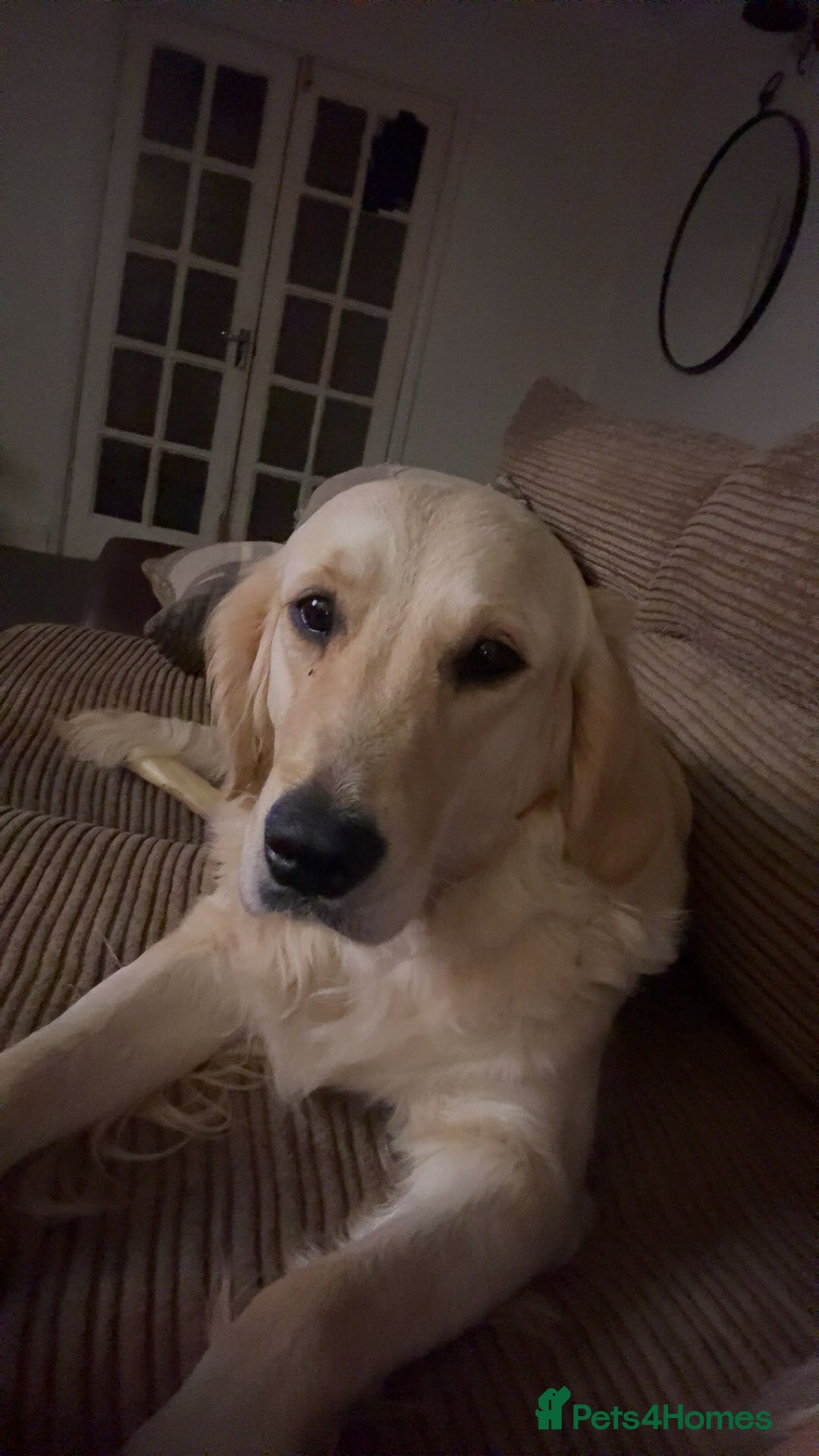 Golden Retriever dogs for sale: KC REGISTERED GOLDEN RETRIEVER PUPPIES - Advert 1