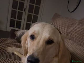 Golden Retriever dogs KC REGISTERED GOLDEN RETRIEVER PUPPIES - Advert 2