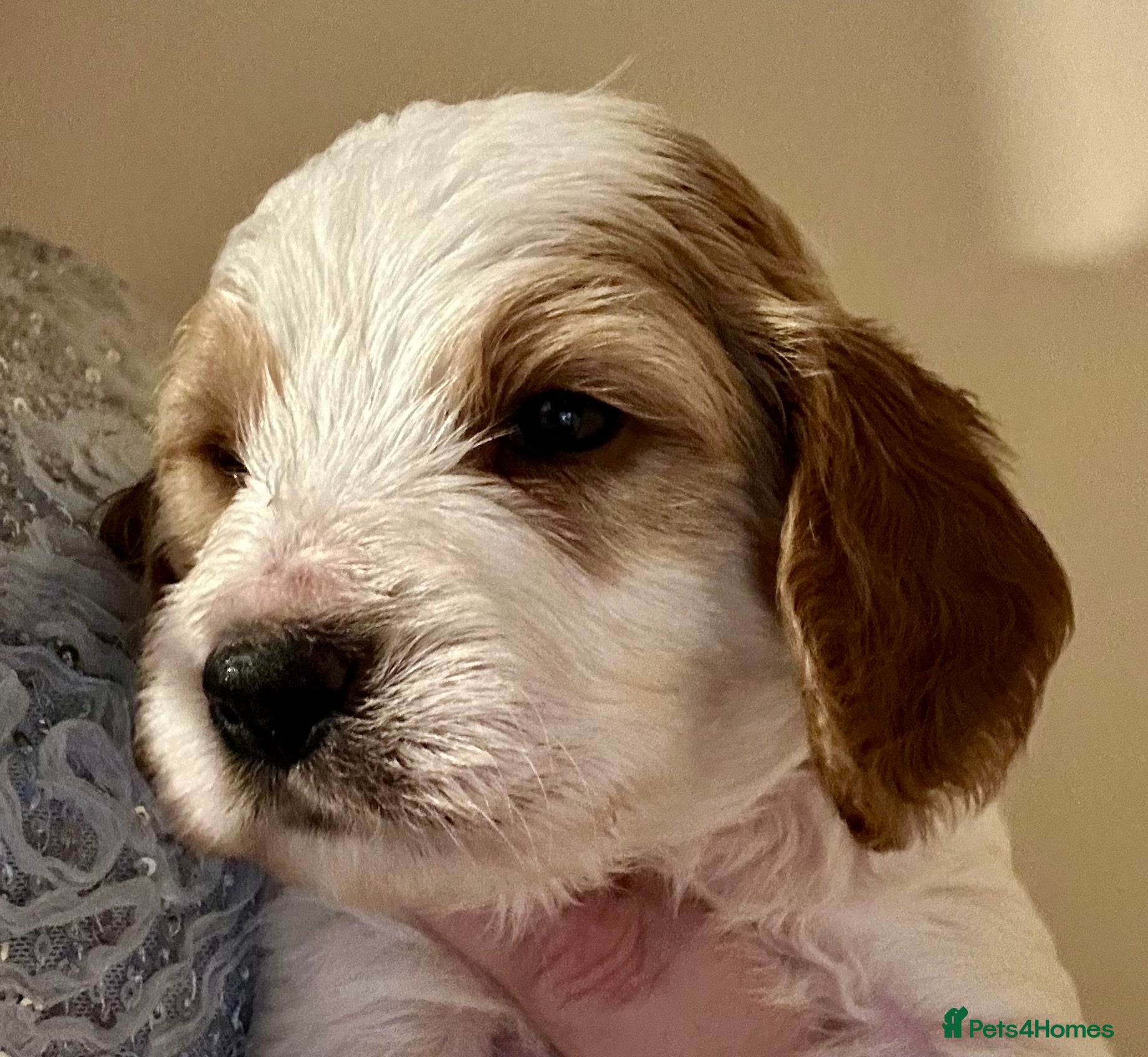 Cavapoochon dogs Beautiful Spring Cavapoochon Cockapoo Puppies  - Advert 2