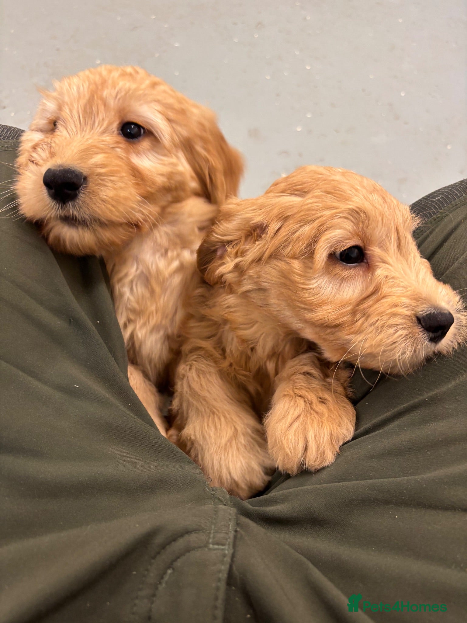 Mini Goldendoodle dogs F1 miniature Goldendoodle puppies. - Advert 2