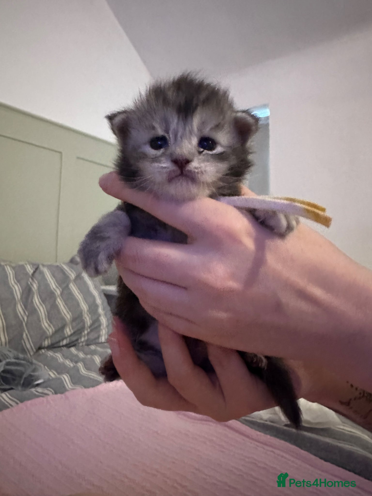 Maine Coon cats for sale: 5 beautiful Maine coon kittens - Advert 31