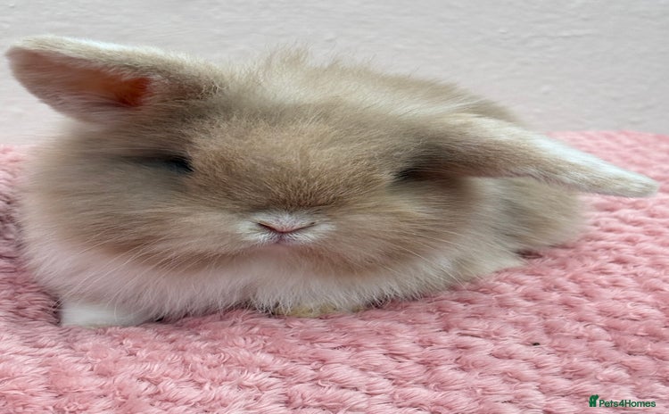Mini Lop rabbits - Advert 2