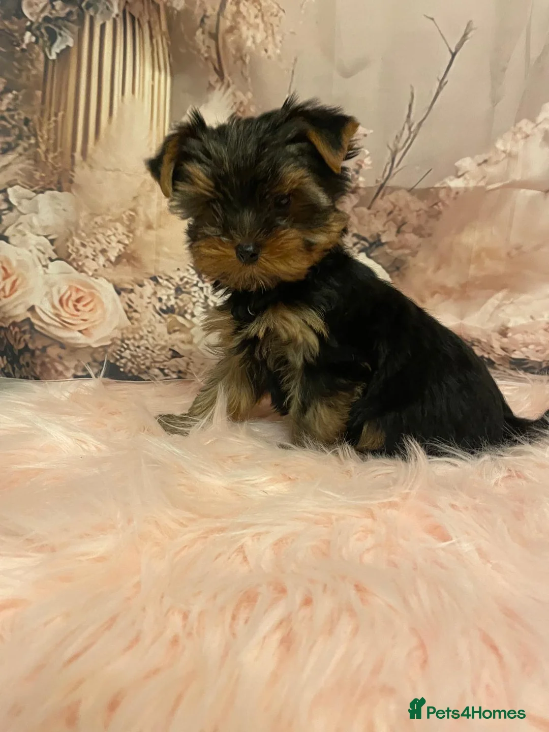 Yorkshire Terrier dogs for sale: Left one beautiful boy❤️ - Advert 26