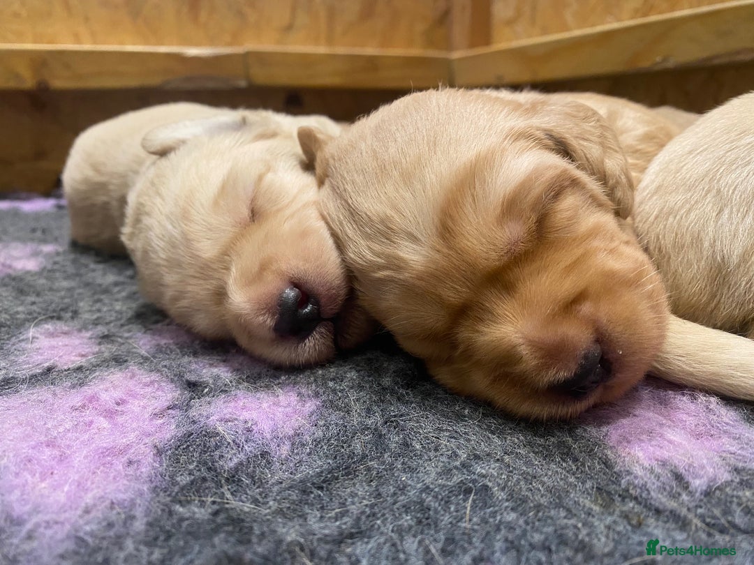 Labradoodle dogs for sale: 1st generation standard size labradoodles - Advert 7