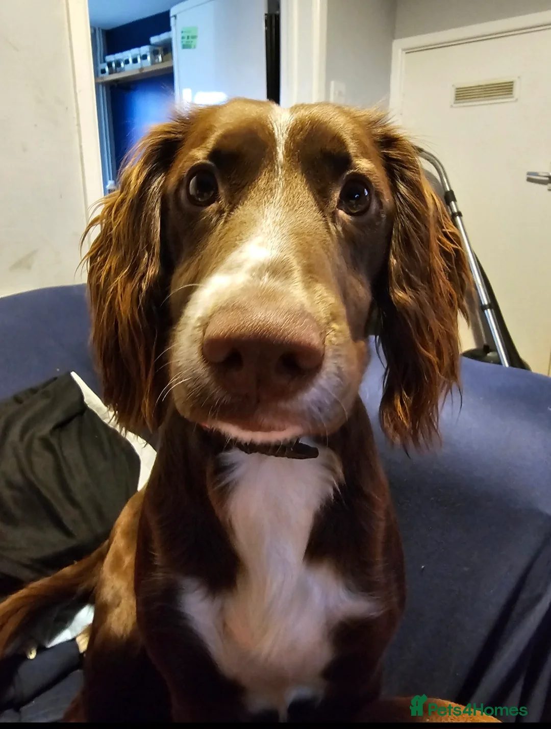 Cocker Spaniel dogs for sale: Cocker spaniel puppies - Advert 1