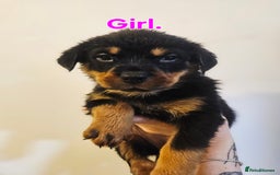 Rottweiler dogs for sale: READY NOW- Beautiful Rottweiler Puppies - Image 7