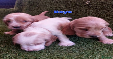 Cocker Spaniel dogs - Advert 6