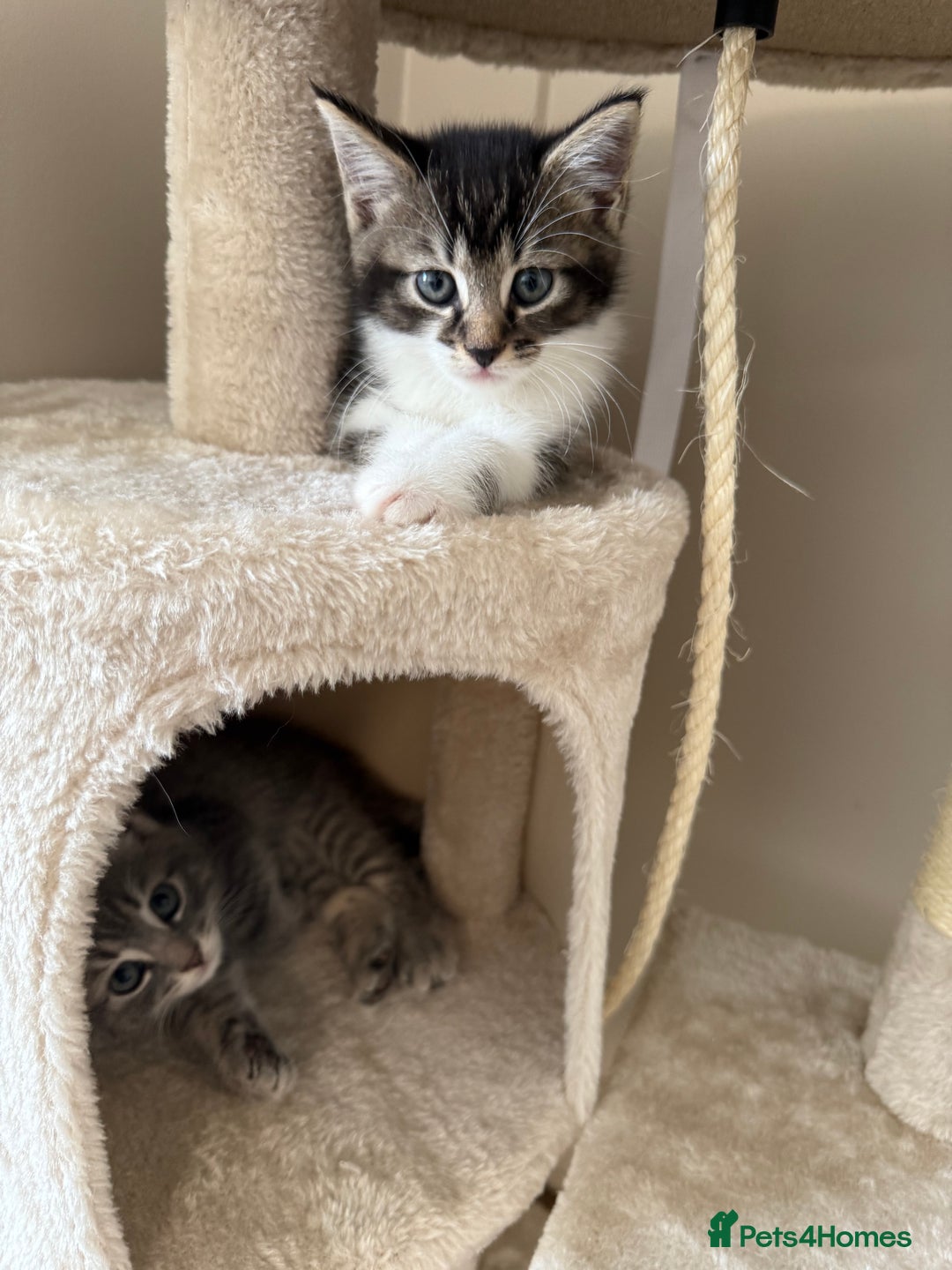 Mixed Breed cats for sale: Two lovely boys - Image 21