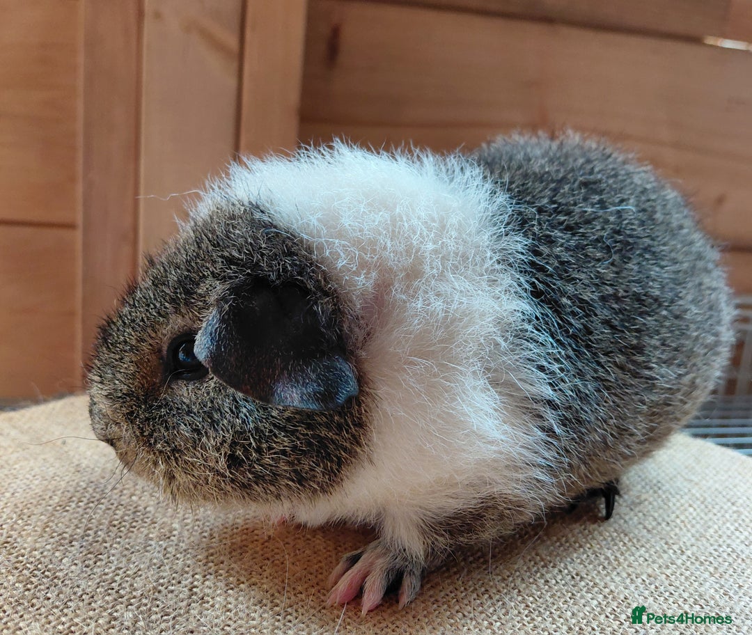 Guinea Pig rodents for sale: Rex male  - Image 7