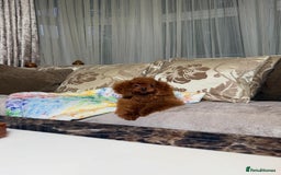 Toy Poodle dogs for sale: Asian micro poodle Boy - Image 28
