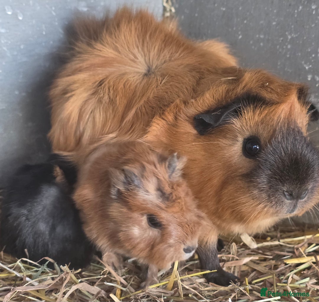 Guinea Pig rodents for sale: Gorgeous guinea pigs, mixed breeds  - Image 8