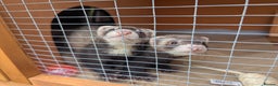 Ferret rodents for sale: Two female ferrets 6 months with hutch - Advert 3