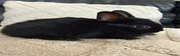 Netherland Dwarf rabbits for sale: 6 Adorable Netherland Dwarf Bunnies 🐰  - Advert 3