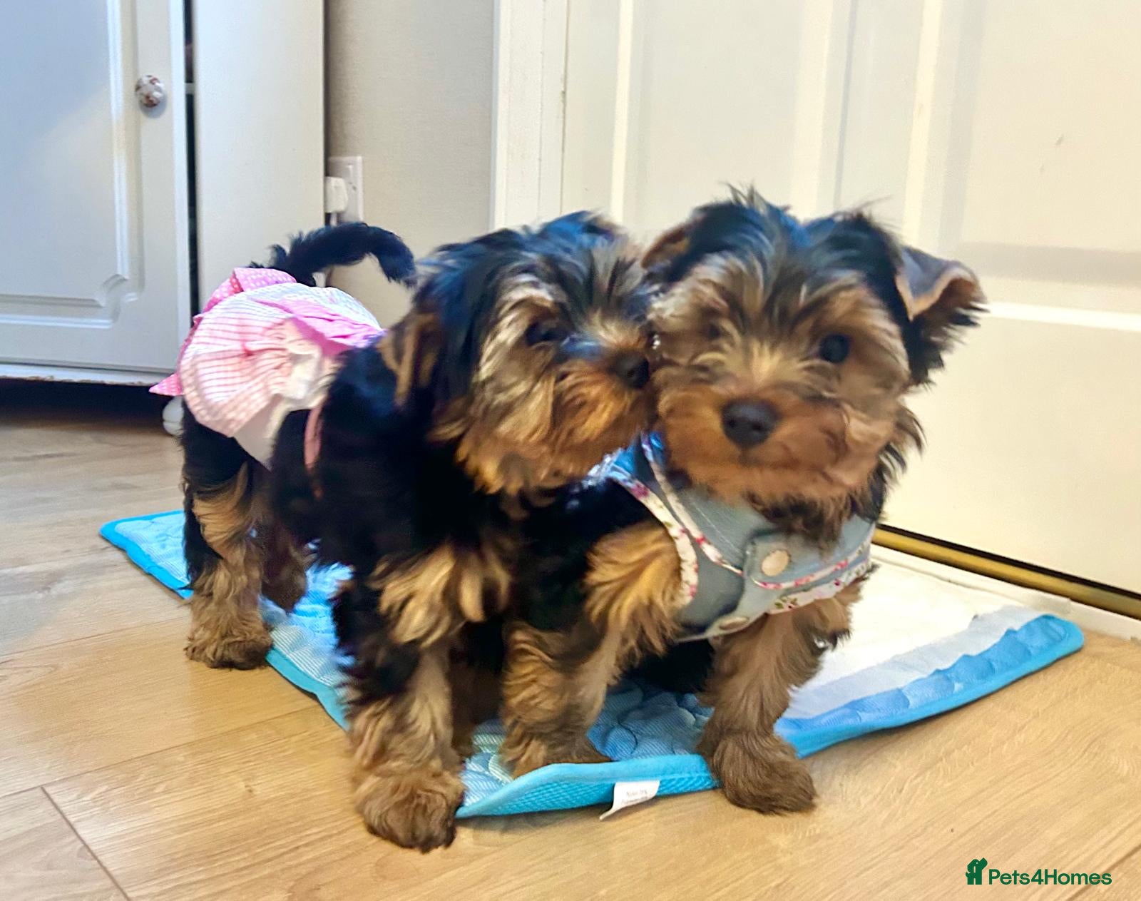 Yorkshire Terrier dogs Yorkshire Terrier Puppies (2 left) - Advert 11