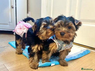 Yorkshire Terrier dogs Yorkshire Terrier Puppies (2 left) - Advert 2