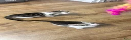 Domestic Shorthair cats for sale: Last male Kitten left in Inverness - Advert 2
